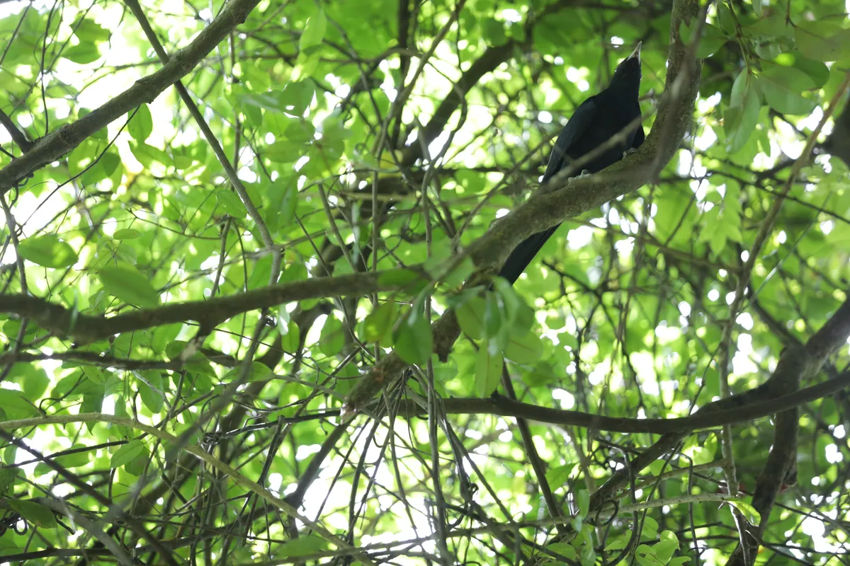 Birds - E18A7743