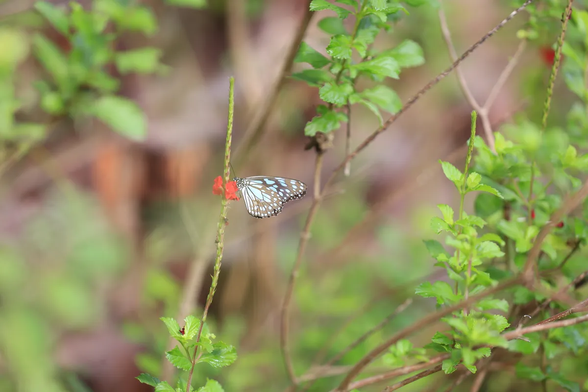 Butterflies - E18A7373