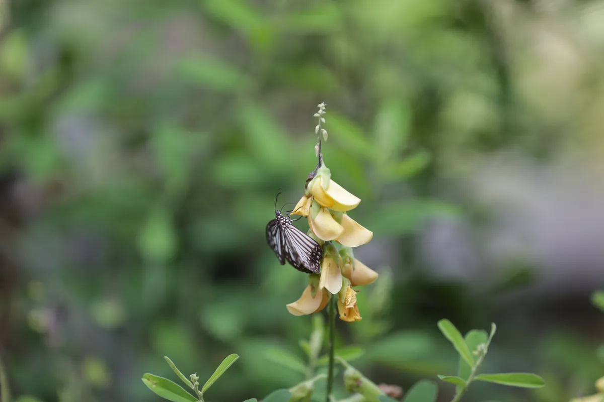 Butterflies - E18A7387