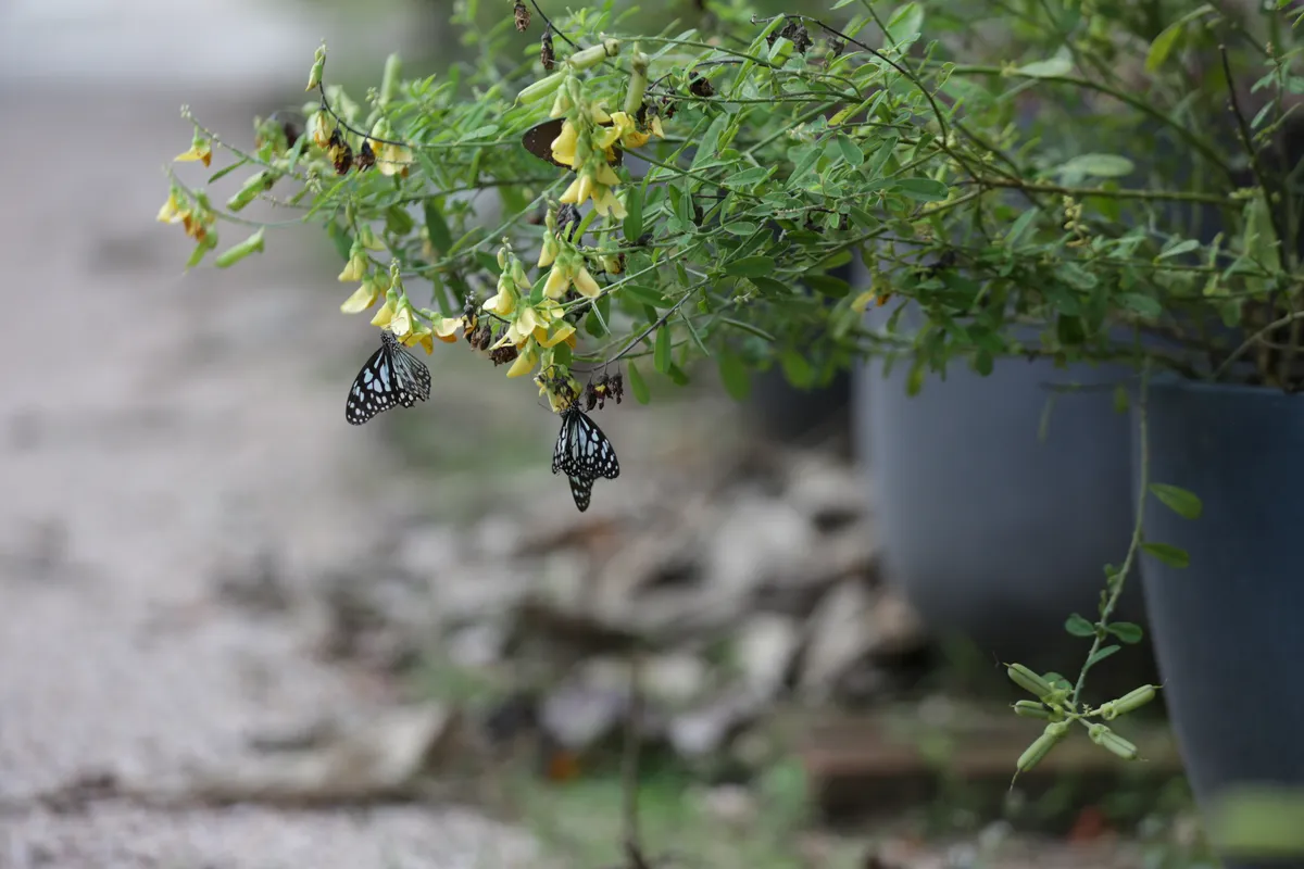 Butterflies - E18A7388