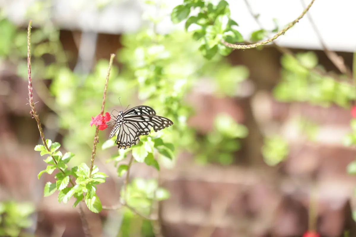 Butterflies - E18A7449