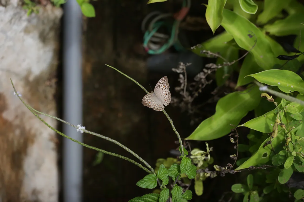 Butterflies - E18A7454
