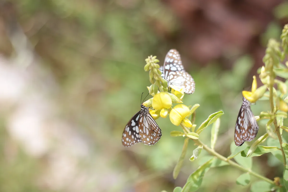 Butterflies - E18A7614
