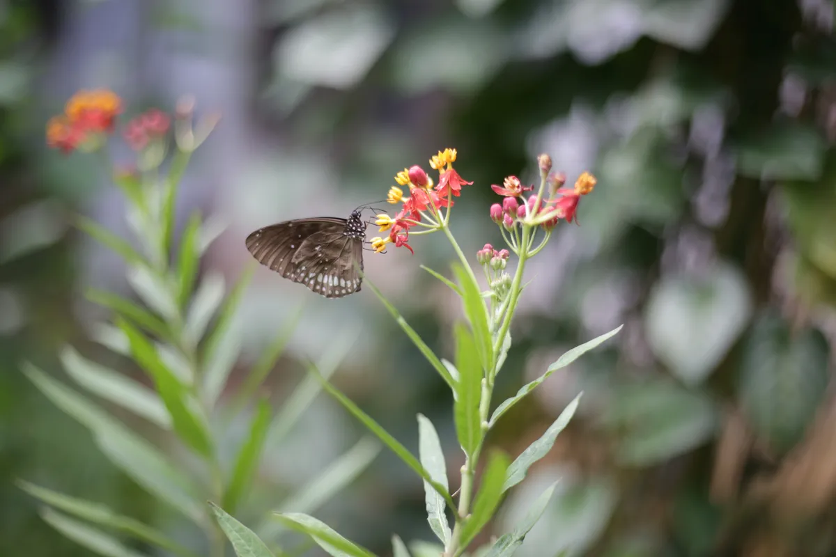 Butterflies - E18A7711