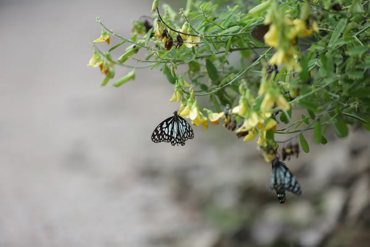 Flowers & Plants - E18A7389