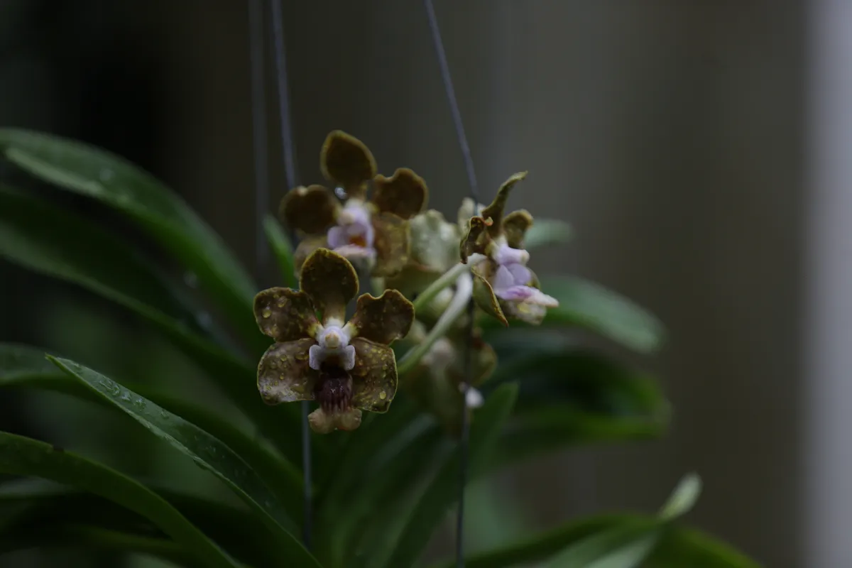 Flowers & Plants - E18A7397