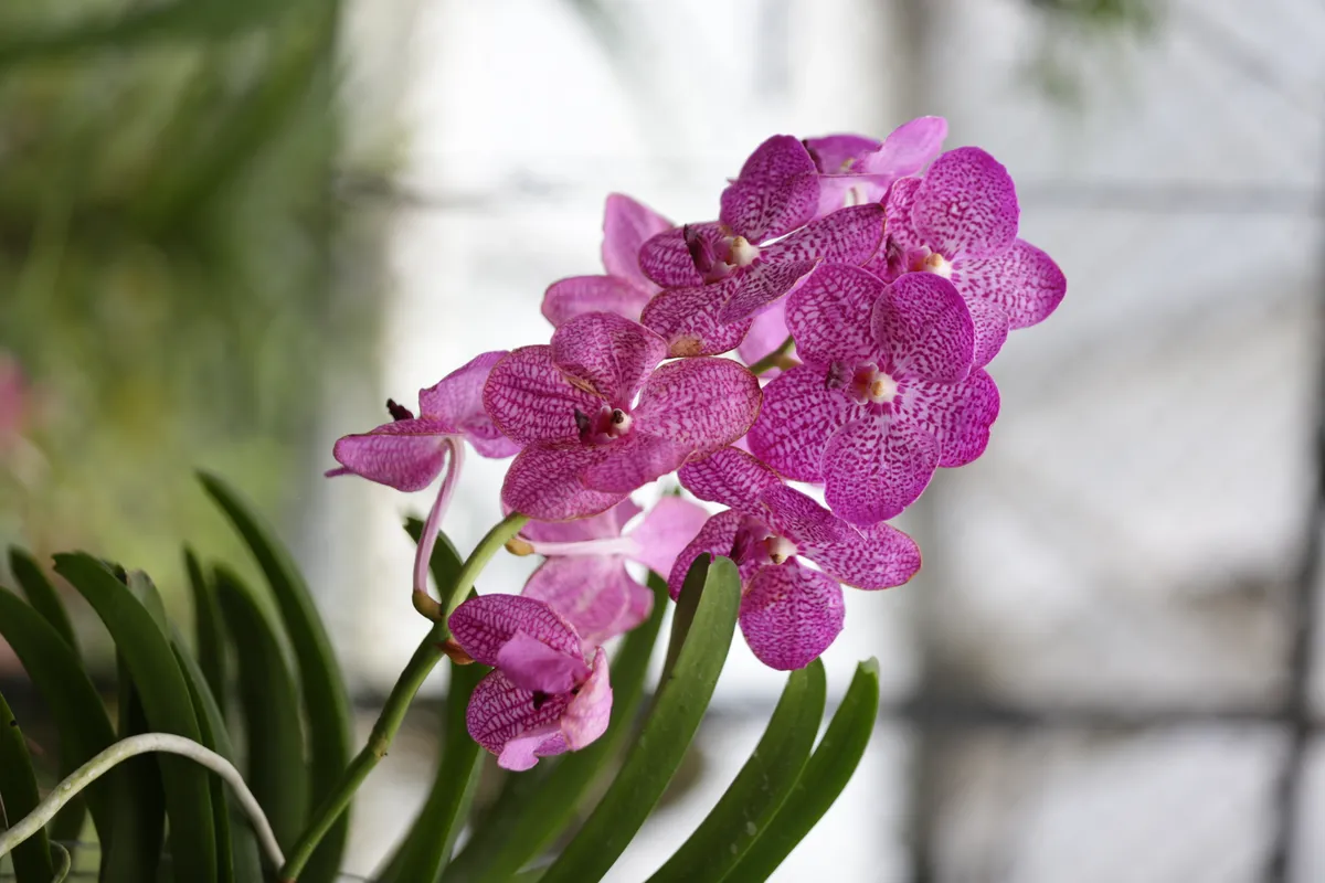 Flowers & Plants - E18A7403