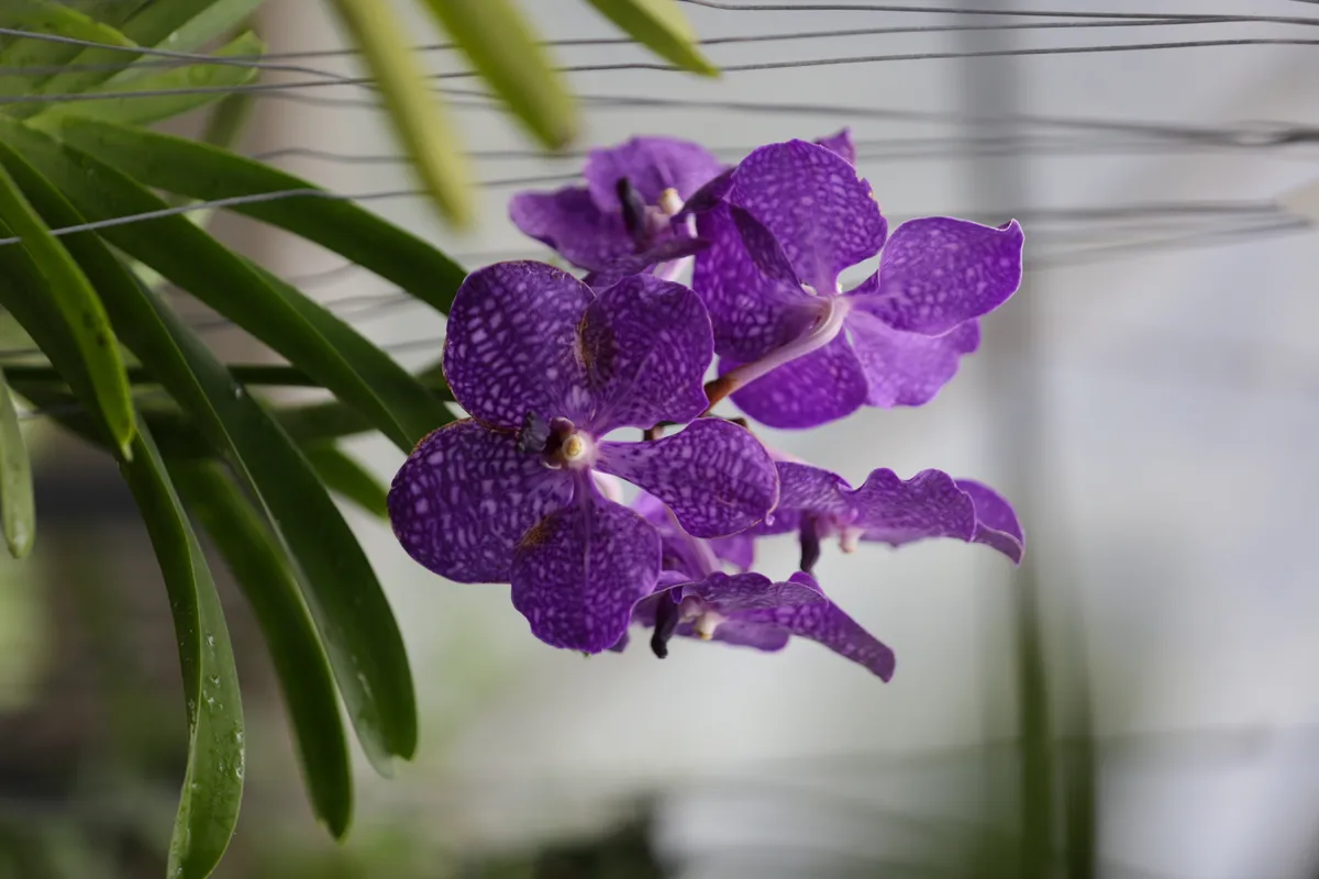 Flowers & Plants - E18A7404