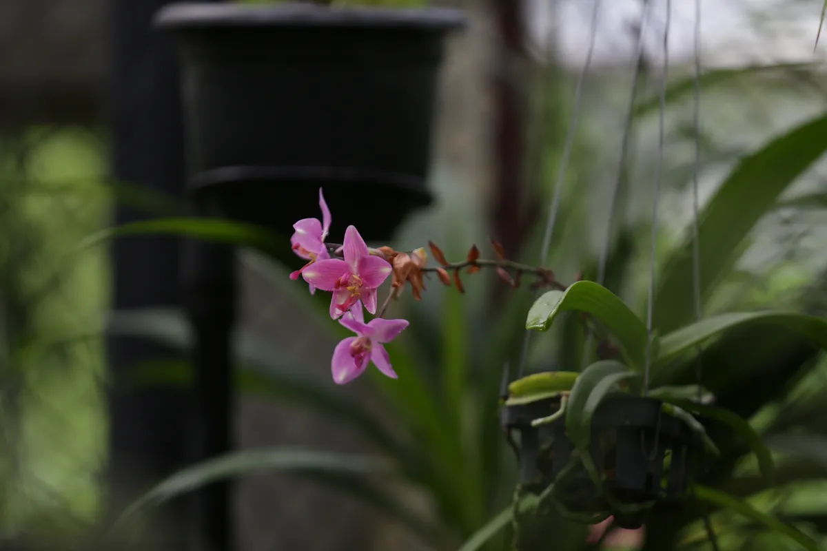 Flowers & Plants - E18A7407