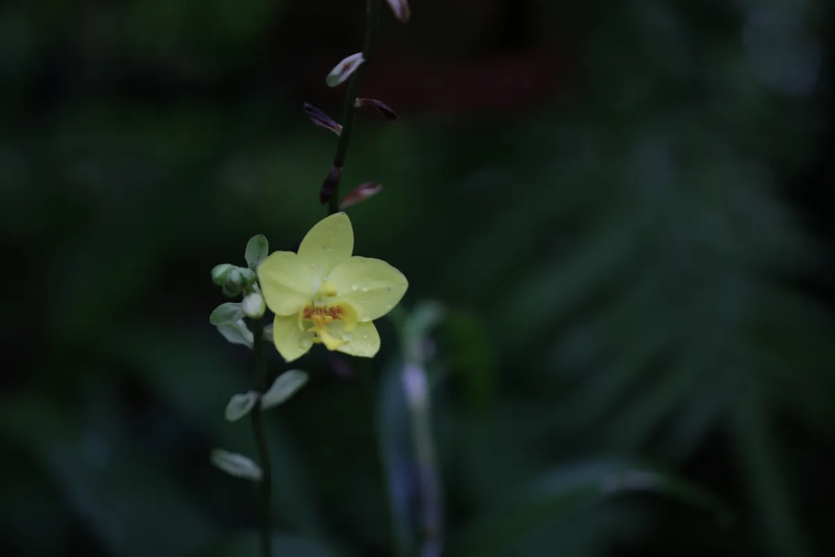Flowers & Plants - E18A7417