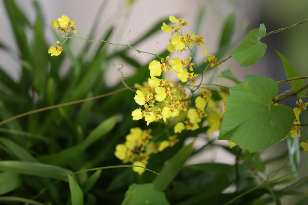 Flowers & Plants - E18A7425