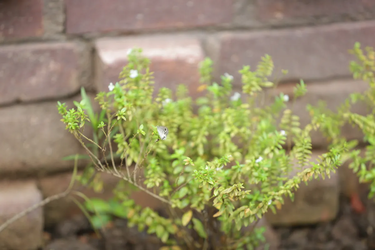 Flowers & Plants - E18A7426