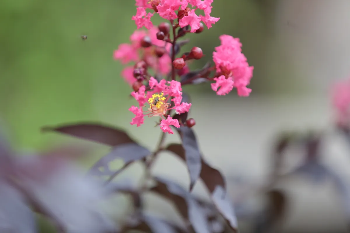Flowers & Plants - E18A7430