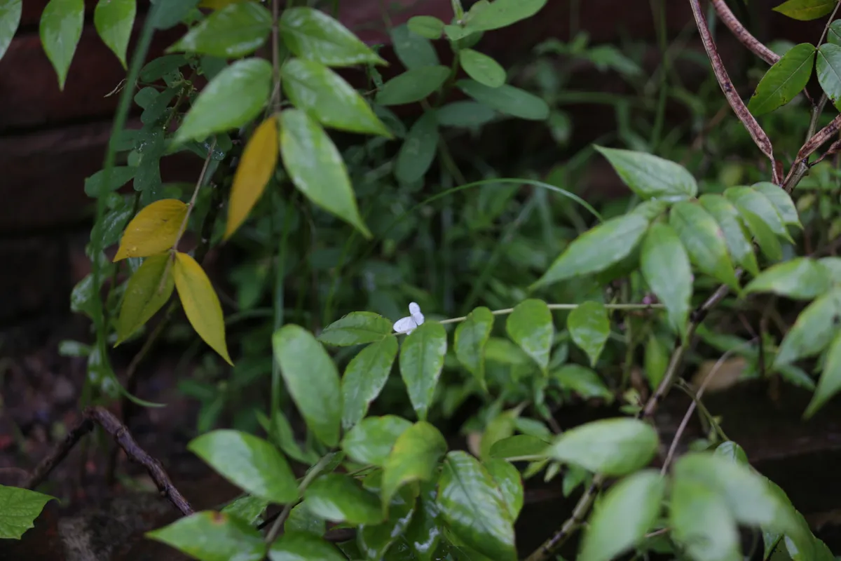Flowers & Plants - E18A7435