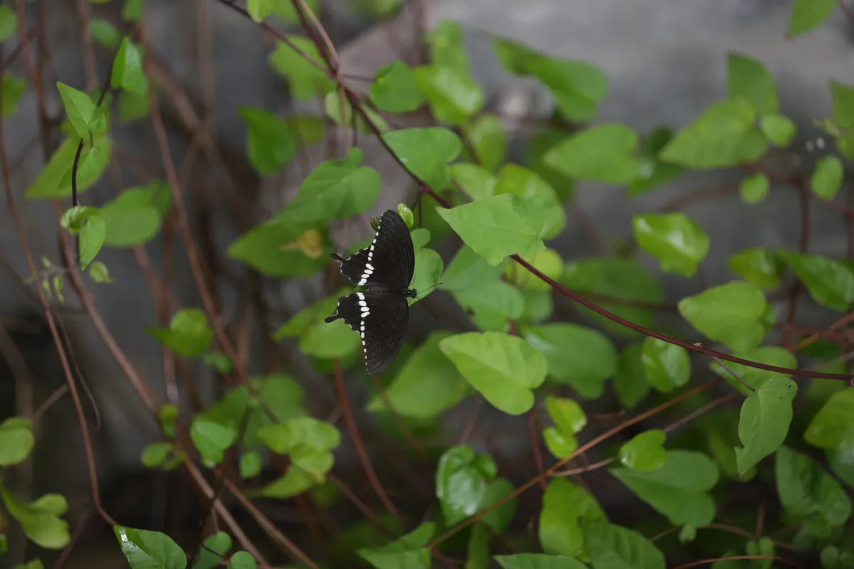 Flowers & Plants - E18A7438
