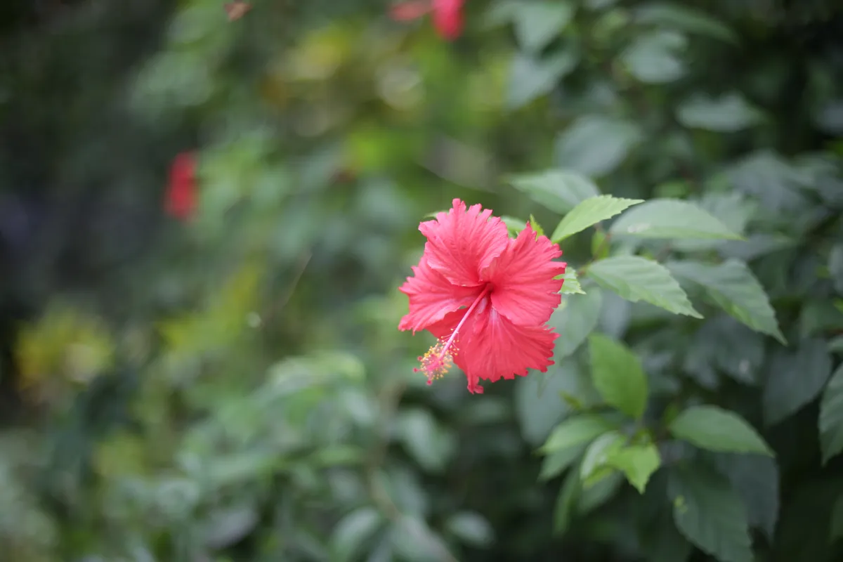 Flowers & Plants - E18A7633