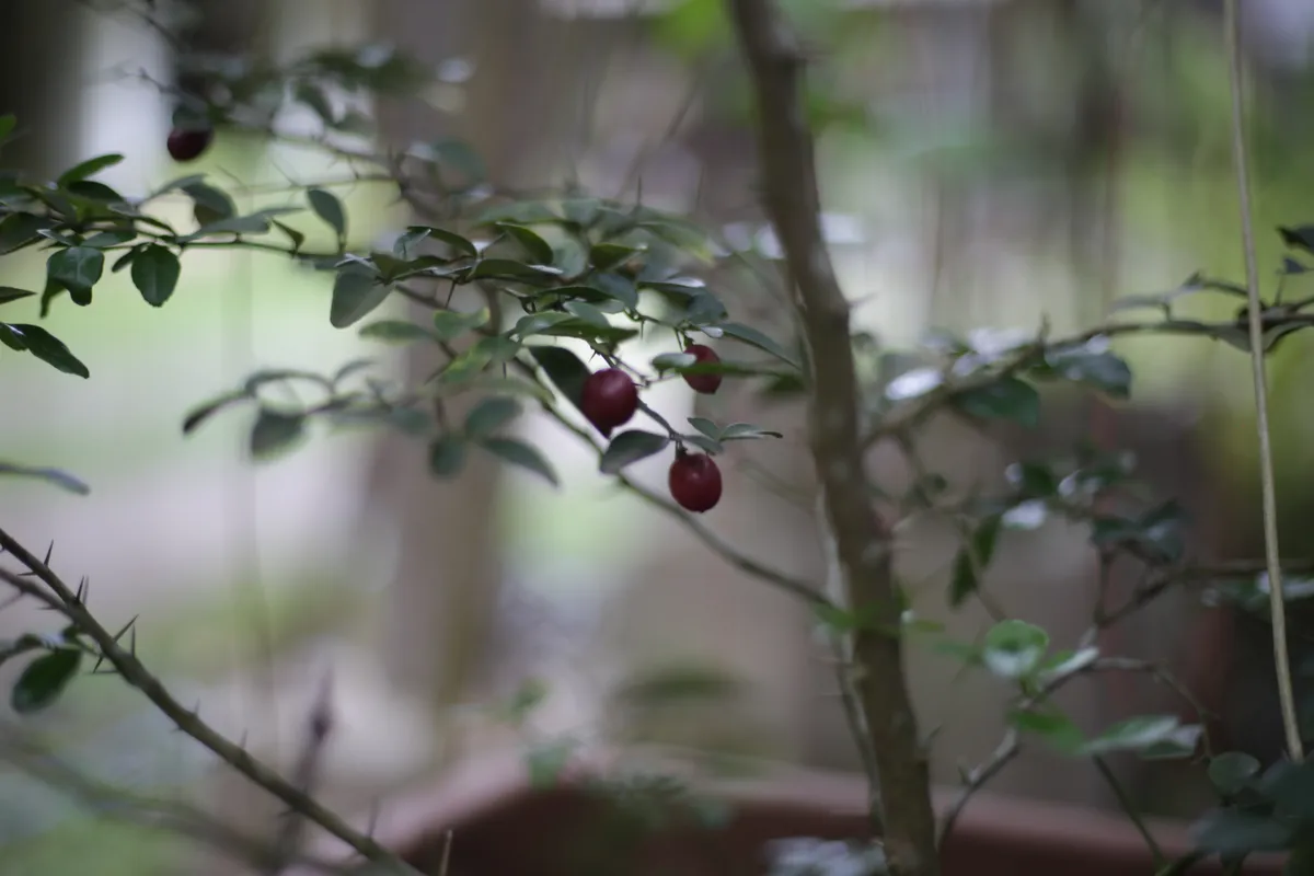 Flowers & Plants - E18A7645