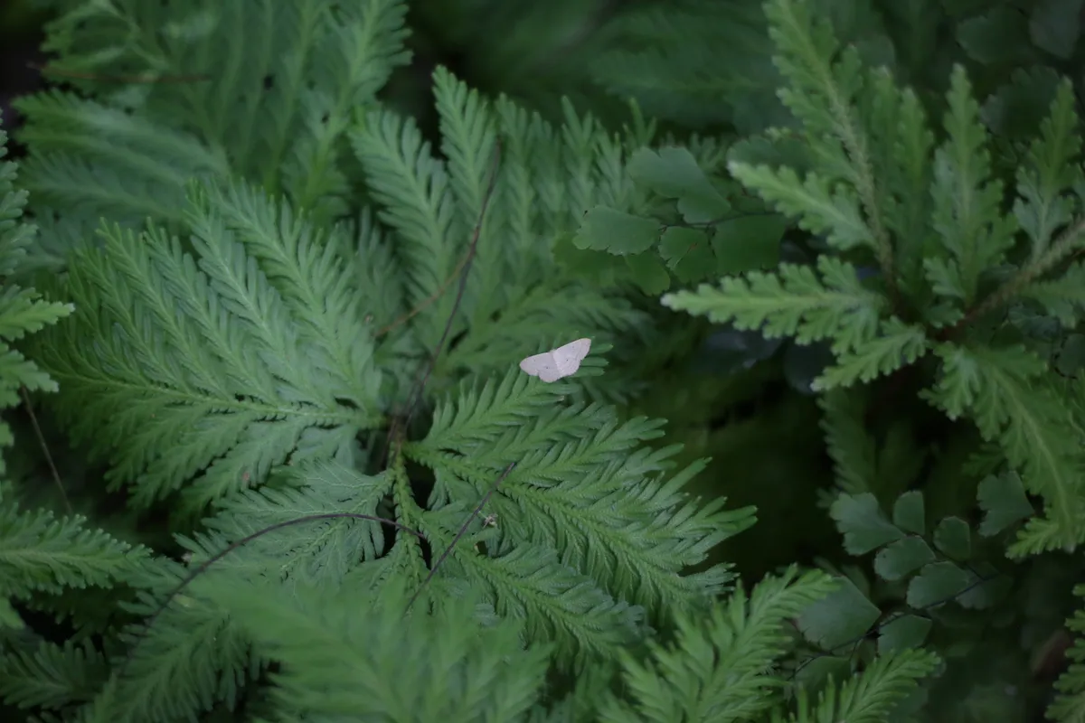 Flowers & Plants - E18A7674