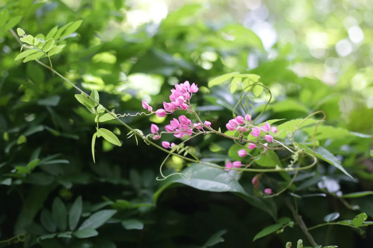 Flowers & Plants - E18A7707