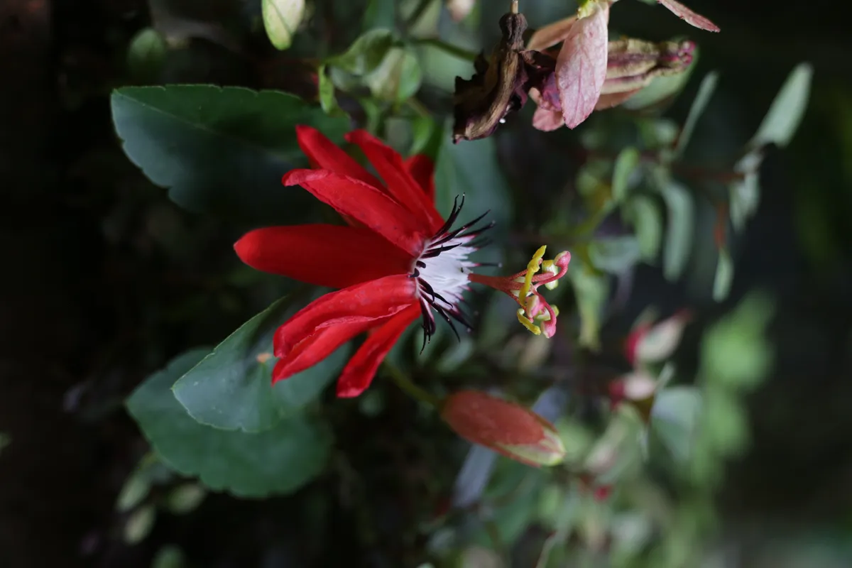 Flowers & Plants - E18A7708