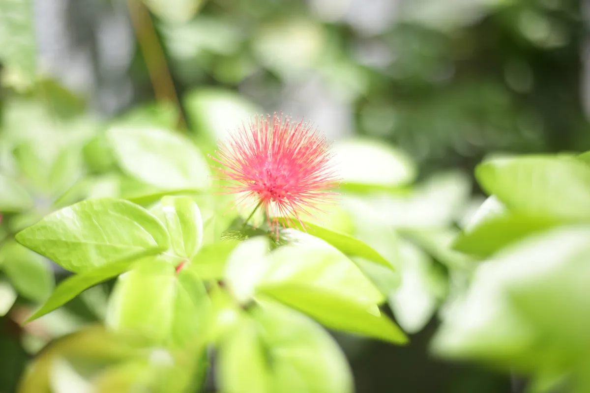 Flowers & Plants - E18A7714