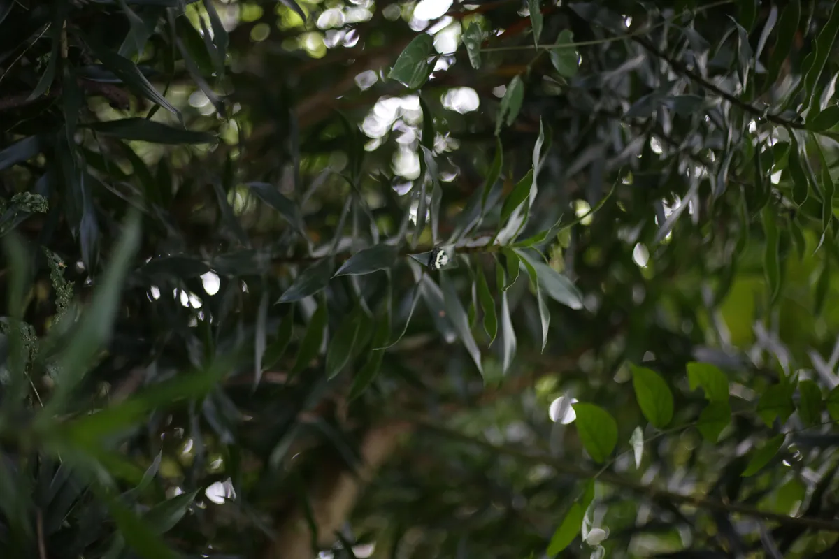 Flowers & Plants - E18A7725