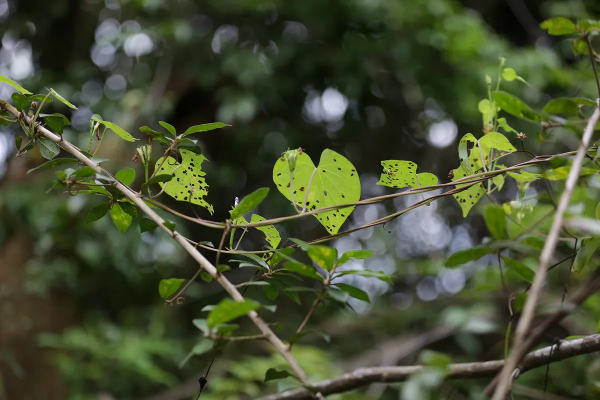Flowers & Plants - E18A7751