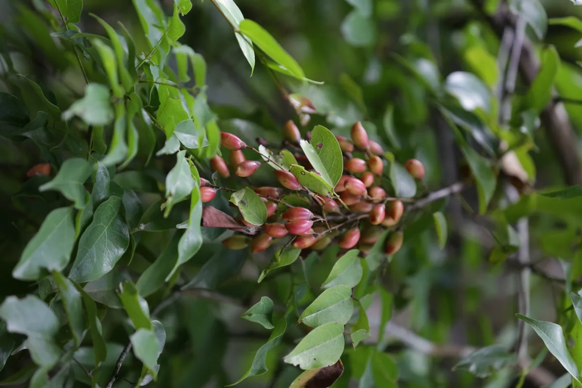 Flowers & Plants - E18A7752