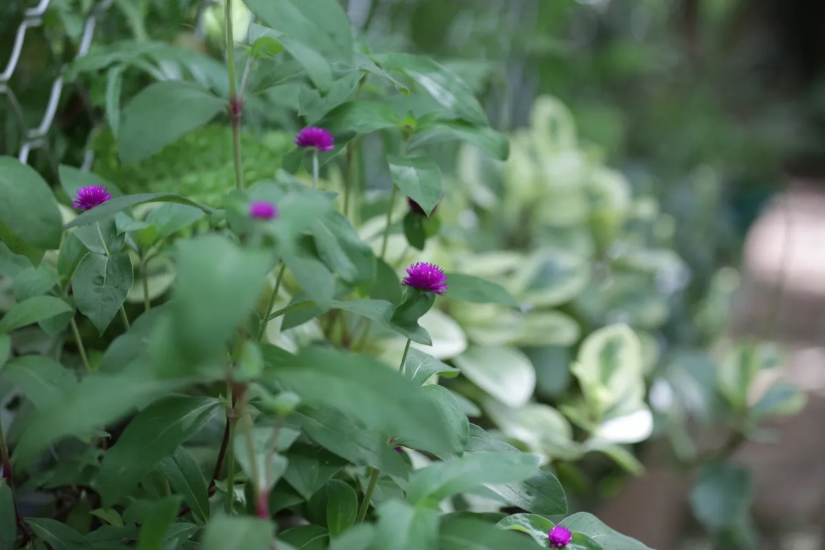 Flowers & Plants - E18A7756