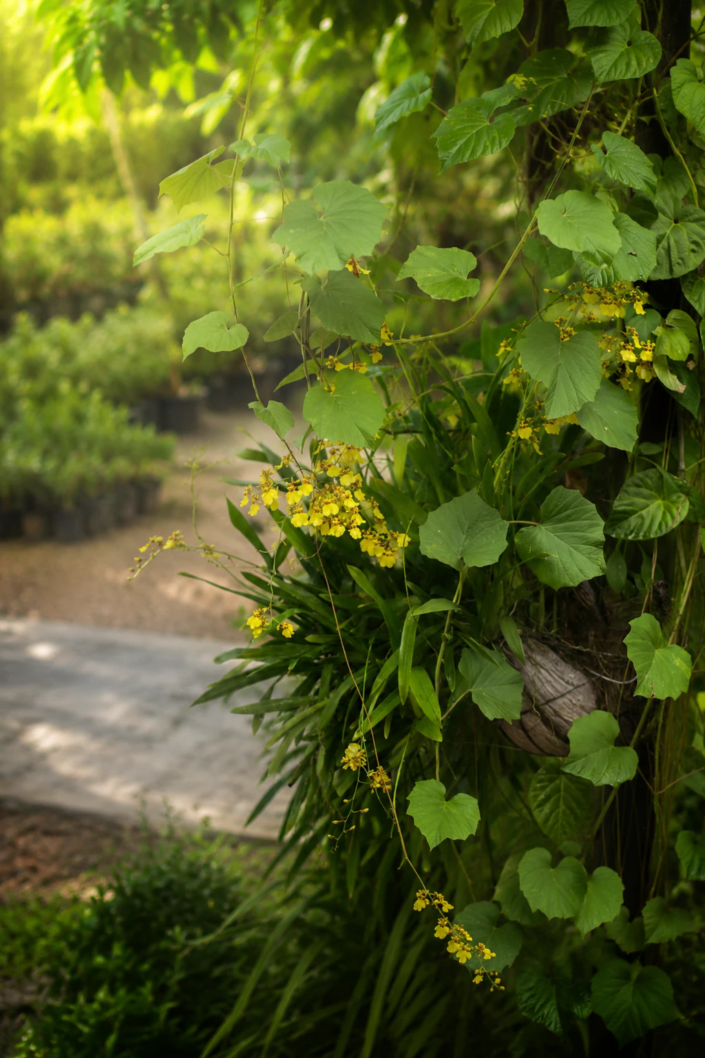 Medicinal Plants