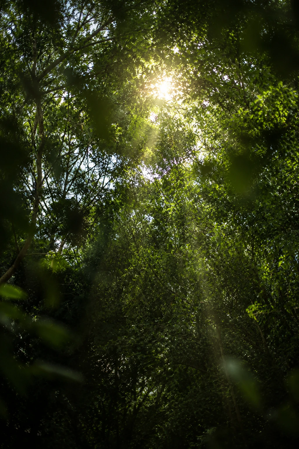Tree Canopy
