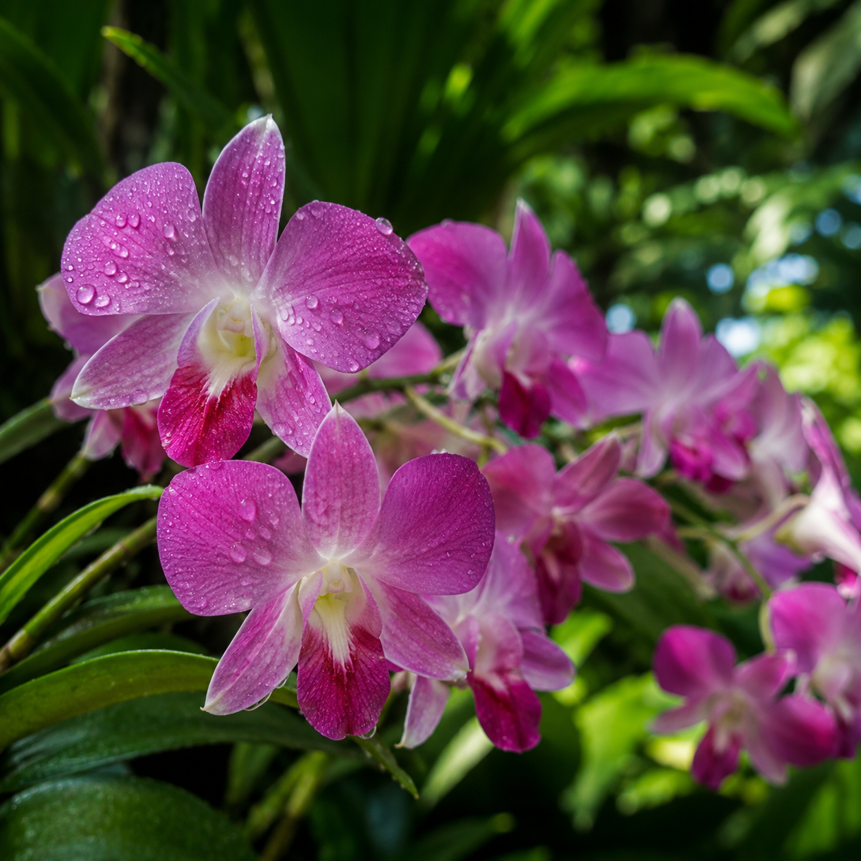 Orchid World
